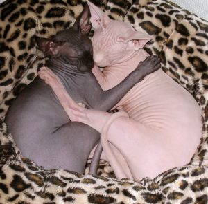2 chats sphynx qui dorment