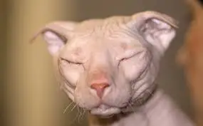 tête d'un chat levkoy ukrainien blanc