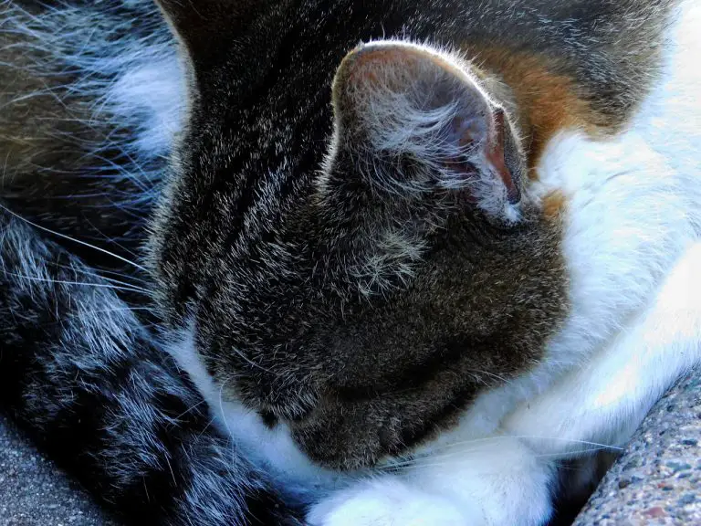 Mon Chaton Pue De La Gueule Mon chat sent mauvais : derrière, bouche, fourure, oreille, urine ! | J