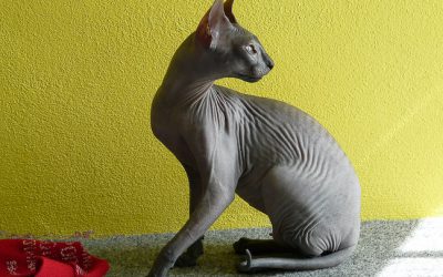 Races de chats sans poils : Sphynx, Bambino, Peterbald, Levkoy, Donskoy, Kohana, Dwelf