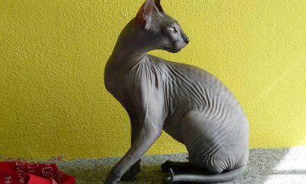 Races de chats sans poils : Sphynx, Bambino, Peterbald, Levkoy, Donskoy, Kohana, Dwelf