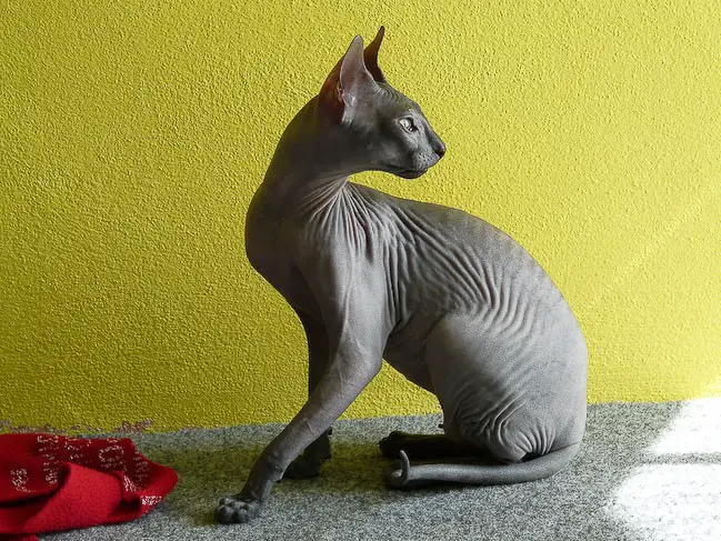 Races de chats sans poils : Sphynx, Bambino, Peterbald, Levkoy, Donskoy, Kohana, Dwelf