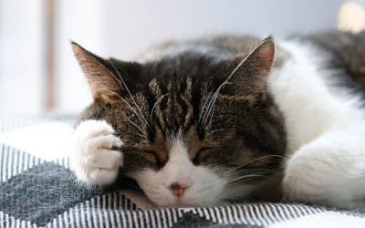 Chat qui respire vite | fort | mal – Respiration lourde – Que faire ?