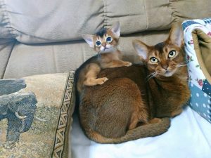 chatte et chaton abyssin