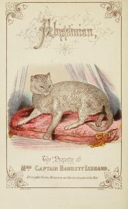 couverture livre ancien avec chat abyssin