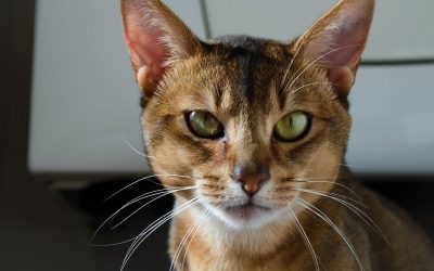 Le chat Abyssin : caractère, apparence, origine, prix, pelage