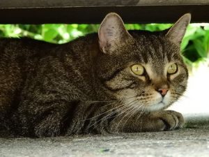 chat stressé