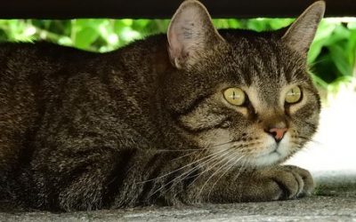Stress du chat : origine – symptômes – solution : le diffuseur de phéromone et valériane