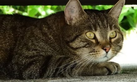 Spray stimulant pour chat à la Valériane