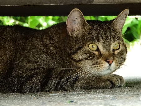 Stress du chat : origine – symptômes – solution : le diffuseur de phéromone et valériane