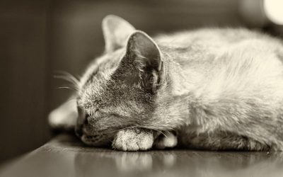 Anti-stress Chat : naturel, diffuseur, spray, collier, huiles essentielles… Les solutions – Comment déstresser mon chat !