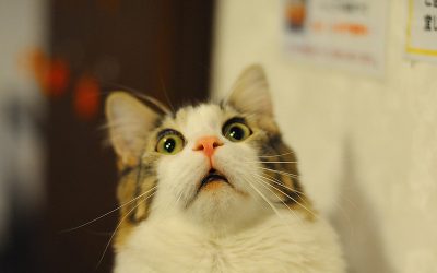 Mon chat a peur – Mon chaton est craintif – Comment l’apprivoiser ?