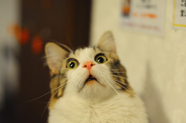 Chat qui a peur comment faire avec un chat craintif J