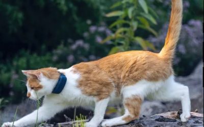 Un collier traceur GPS pour chats : à quoi ça sert ?