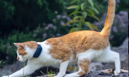 Un collier traceur GPS pour chats : à quoi ça sert ?