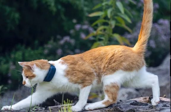 Un collier traceur GPS pour chats : à quoi ça sert ?