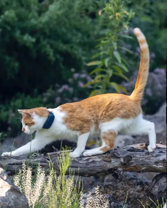 Les 8 meilleurs colliers GPS pour chats (avec et sans abonnement)