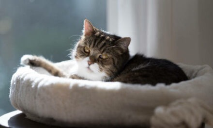 Pourquoi prendre un coussin pour chat et comment faire son choix ?