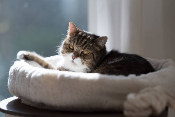 Pourquoi prendre un coussin pour chat et comment faire son choix ?