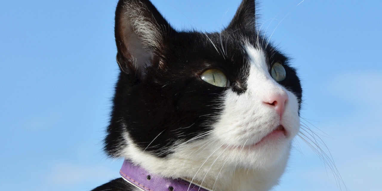 Collier pour chat personnalisé : voici quelques-unes des raisons pour lesquelles l’adopter
