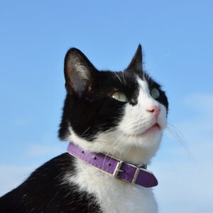 Chat_au_collier_personnalise