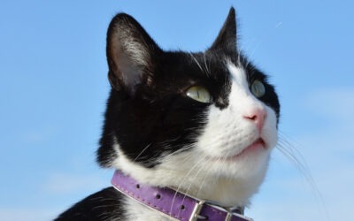 Collier pour chat personnalisé : voici quelques-unes des raisons pour lesquelles l’adopter