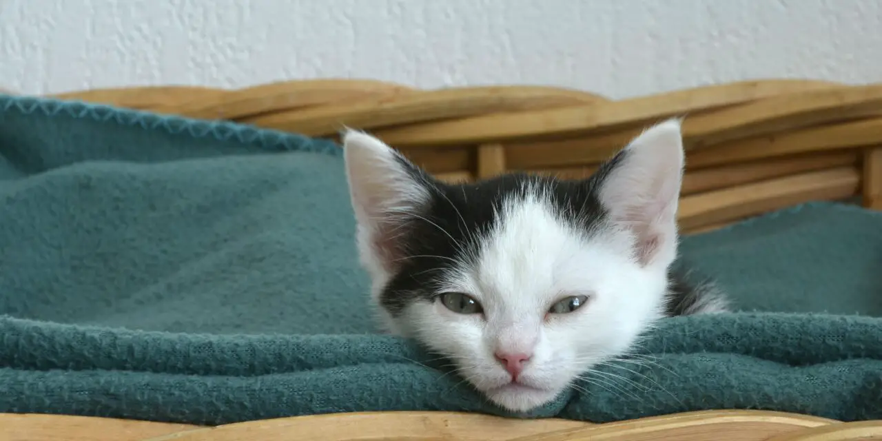 Quels Accessoires pour la sieste de votre chat ?