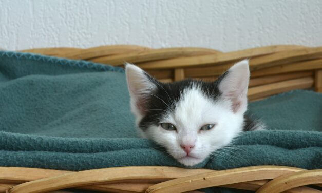 Quels Accessoires pour la sieste de votre chat ?