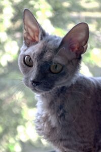 Devon-Rex