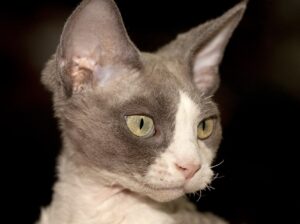 Tete de Devon Rex