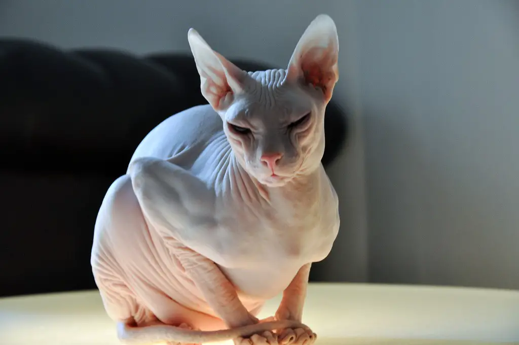 Don-sphynx