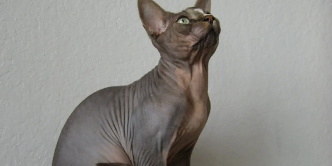 Le chat donskoy : découvrez ce chat sans poils – Race, tempérament, taille, caractéristiques…