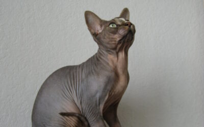 Le chat donskoy : découvrez ce chat sans poils – Race, tempérament, taille, caractéristiques…