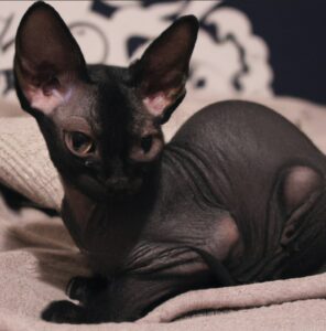 chaton-sphynx-dalle