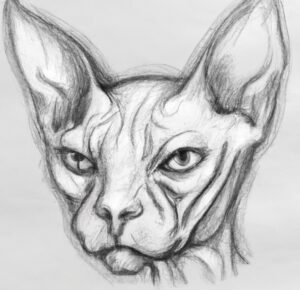 dessin-tete-chat-sphynx-dalle