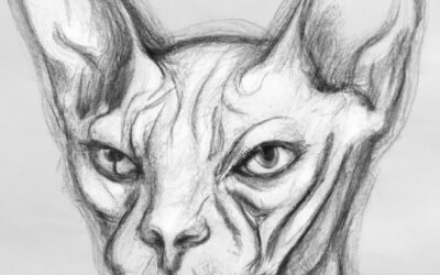 Le Sphynx, le chat sans poil : personnalité, origine, conseil d’élevage, santé