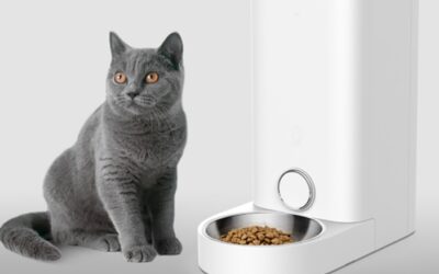 Le meilleur distributeur automatique de croquettes pour chat : comment choisir le bon produit ?
