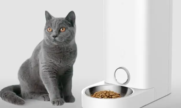 Le meilleur distributeur automatique de croquettes pour chat : comment choisir le bon produit ?