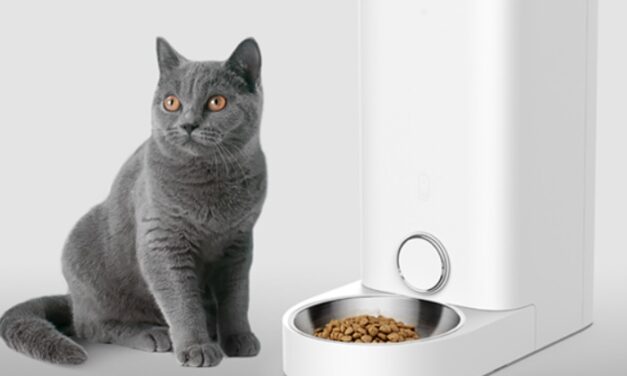 Le meilleur distributeur automatique de croquettes pour chat : comment choisir le bon produit ?