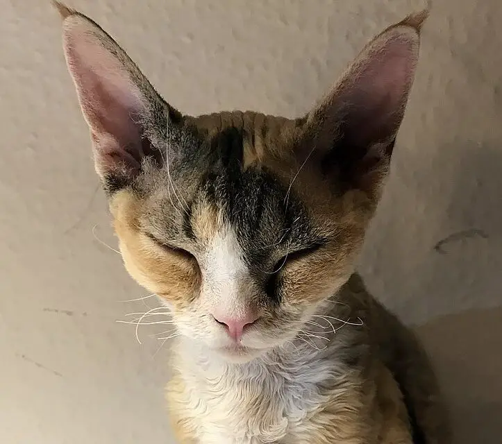 Le Devon Rex (ou Rex Devon) : qu’est ce qui fait qu’il est si unique et spécial !