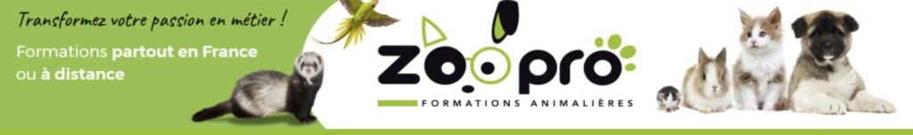 formation-comportementaliste-felin-zoopro