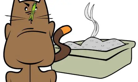 Où placer le bac à litière du chat ou du chaton ? Comment habituer votre chat, comment éviter les odeurs ?