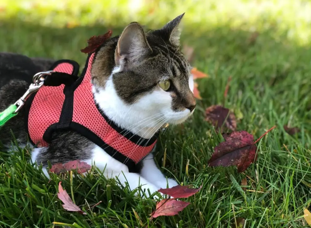 Comment mettre un harnais à un chat ? Les étapes.