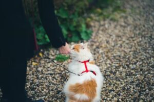 chat-balade-maitre