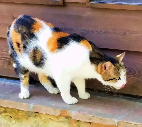 chat-calico