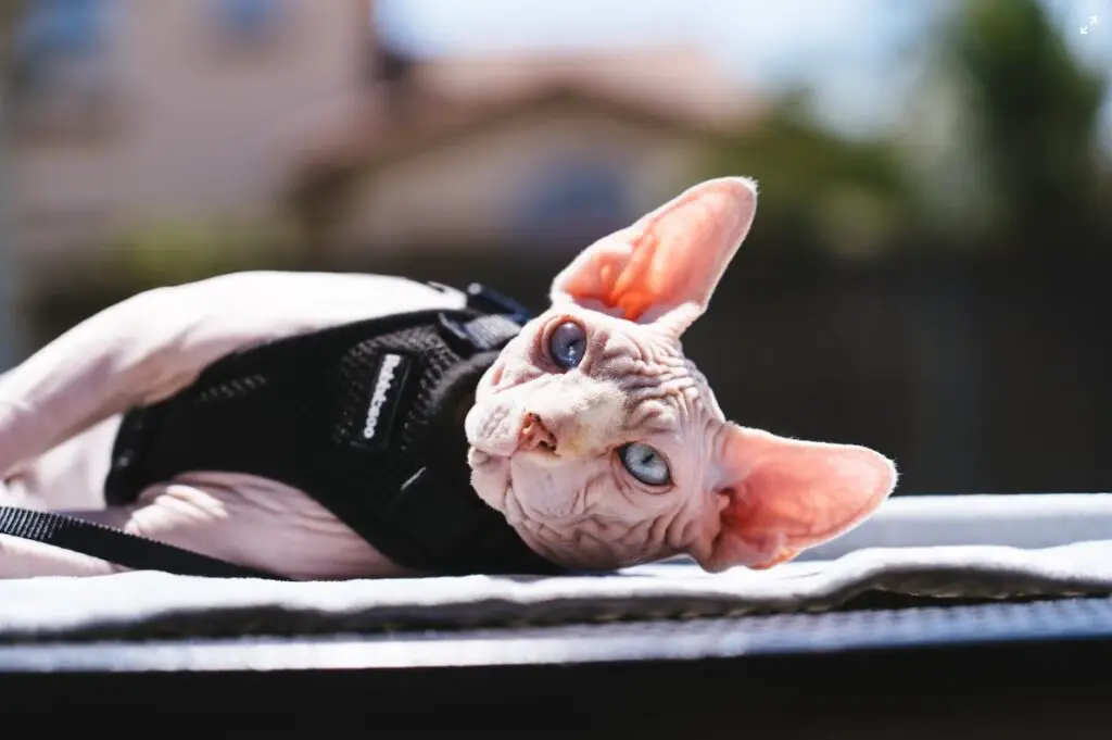 chat-sphynx-avec-harnais