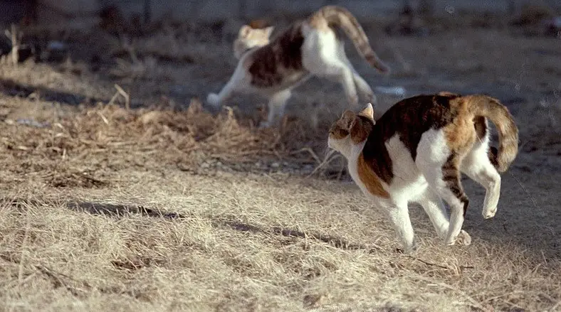 Le Meilleur Répulsif Chat :naturel ou électronique 😵‍💫