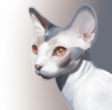 peterbald-blanc