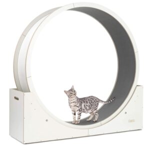 roue-pour-chat