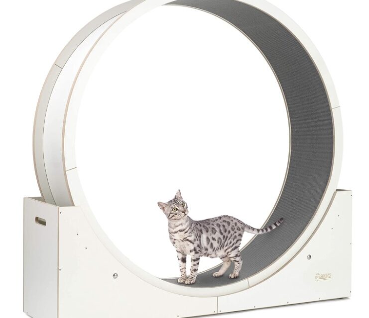 Le meilleur moyen d’offrir à votre chat une santé et un bien-être optimaux: découvrez la Roue pour Chats!